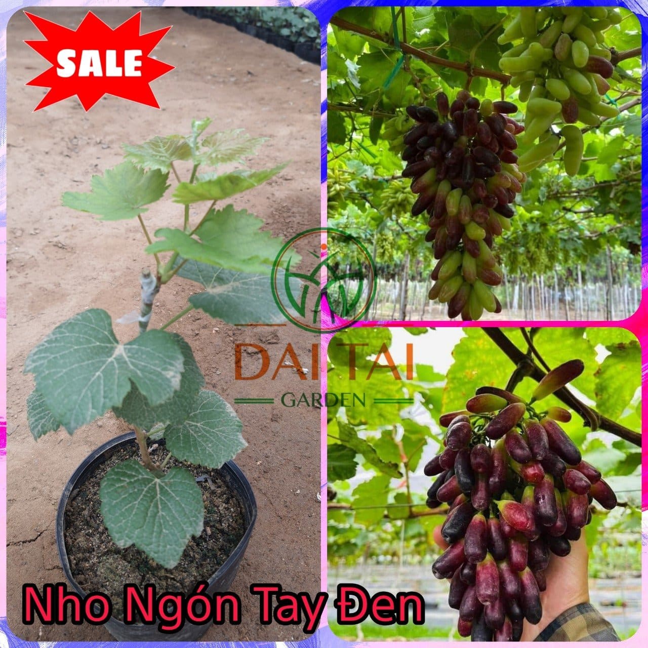 trồng nho ngón tay đen không hạt trong chậu