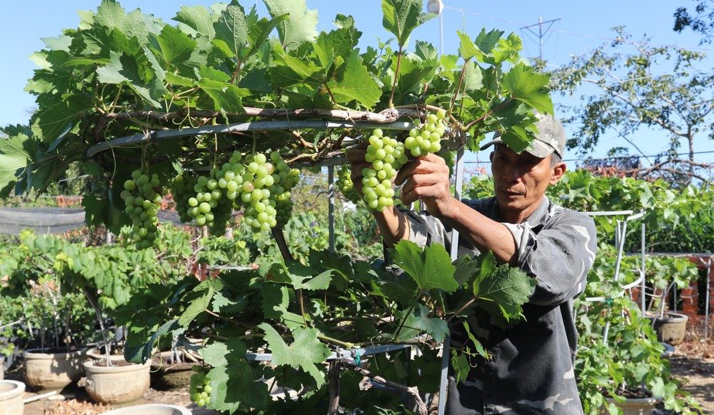 chăm sóc cây giống nho không hạt 