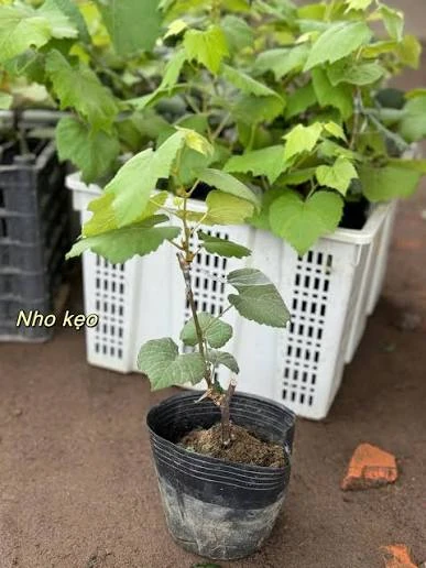 Cây giống nho Kẹo trong bầu trước khi trồng