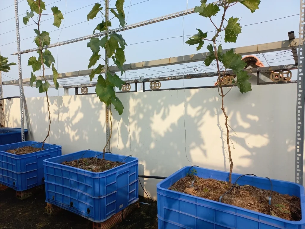 Chậu nhựa trồng nho khi so sánh trồng nho chậu nhựa hay thùng xốp