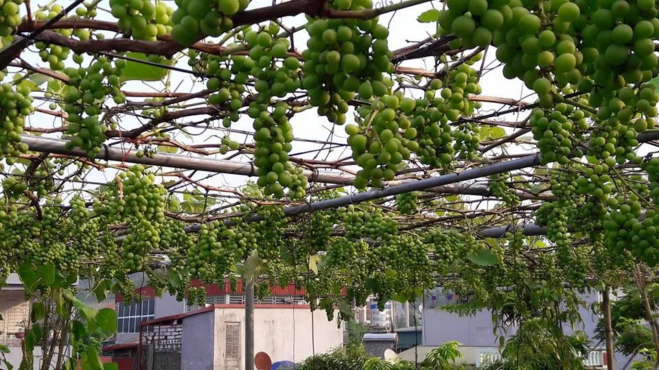 Giàn nho trồng trong không gian ngoài trời với tán lá trên khung giàn