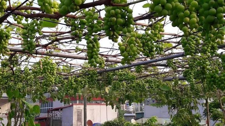 Chuẩn bị sân thượng trồng nho với giàn và lối chăm sóc xung quanh