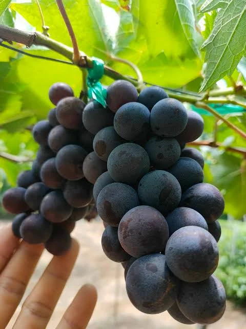 Chùm quả nho Hạ Đen minh họa giống nho Hạ Đen