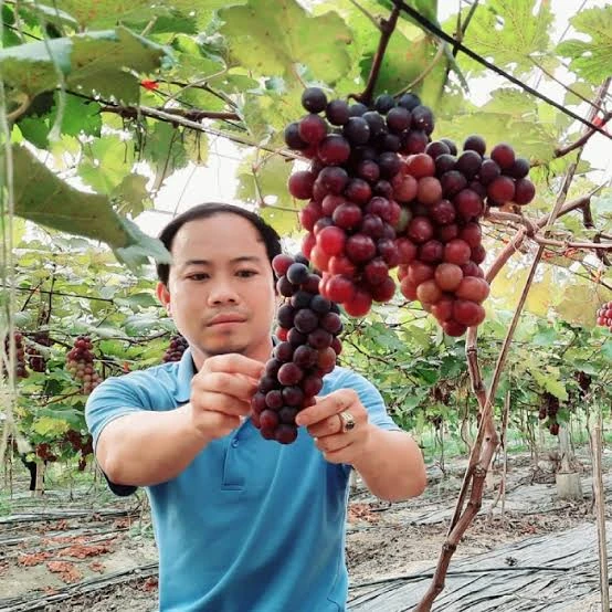 Chùm quả nho Kẹo minh họa giống nho được người trồng quan tâm